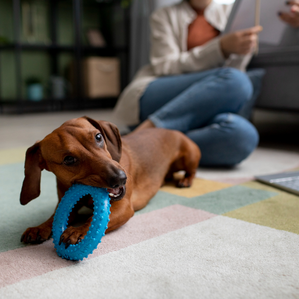 Top 5 Must-Have Pet Toys for Engaged and Happy Pets